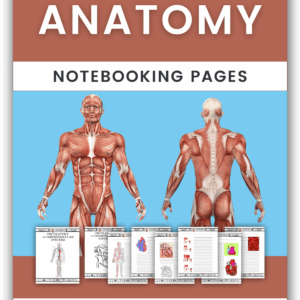 Anatomy Notebooking Pages