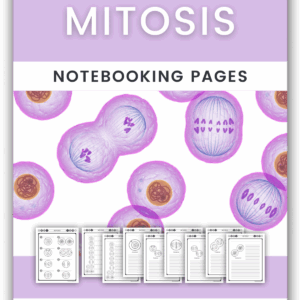 Mitosis Notebooking Pages