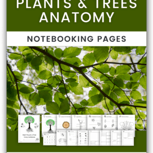 Plants and Trees Anatomy Notebooking Pages